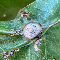 Callirhytis quercusfutilis