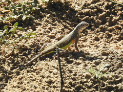 Callisaurus draconoides