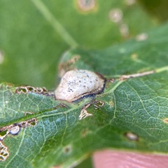 Callirhytis quercusfutilis