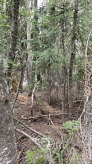 Leucogaster citrinus