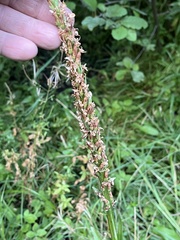 Platanthera dilatata