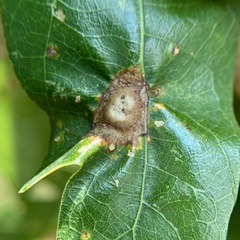 Callirhytis quercusfutilis