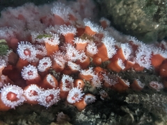 Corynactis californica