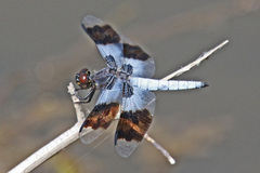 Plathemis subornata