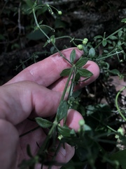 Galium bermudense