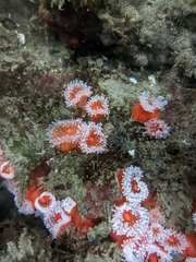 Corynactis californica