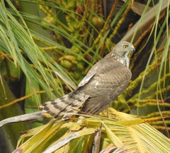 Accipiter badius