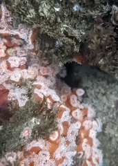 Corynactis californica