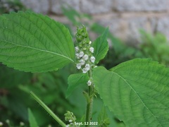 Perilla frutescens