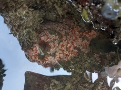 Corynactis californica