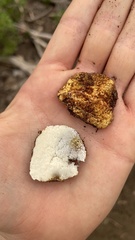 Leucogaster citrinus