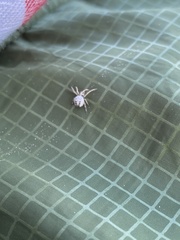 Araneidae