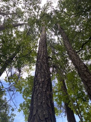 Pinus elliottii