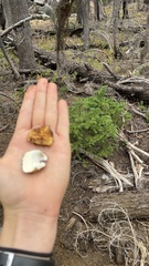 Leucogaster citrinus