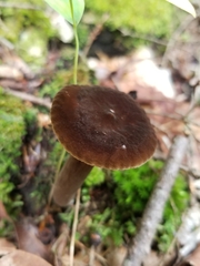 Lactarius lignyotus