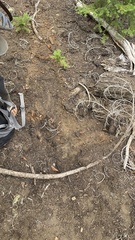 Leucogaster citrinus