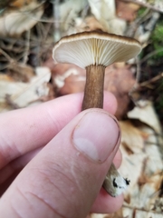 Lactarius lignyotus