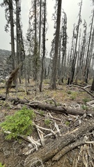 Leucogaster citrinus