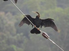 Anhinga melanogaster