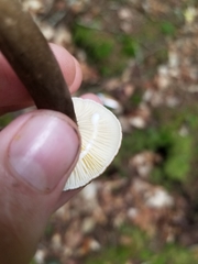Lactarius lignyotus