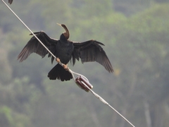 Anhinga melanogaster