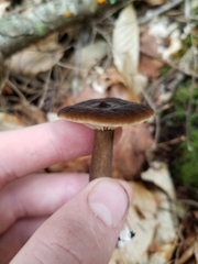 Lactarius lignyotus