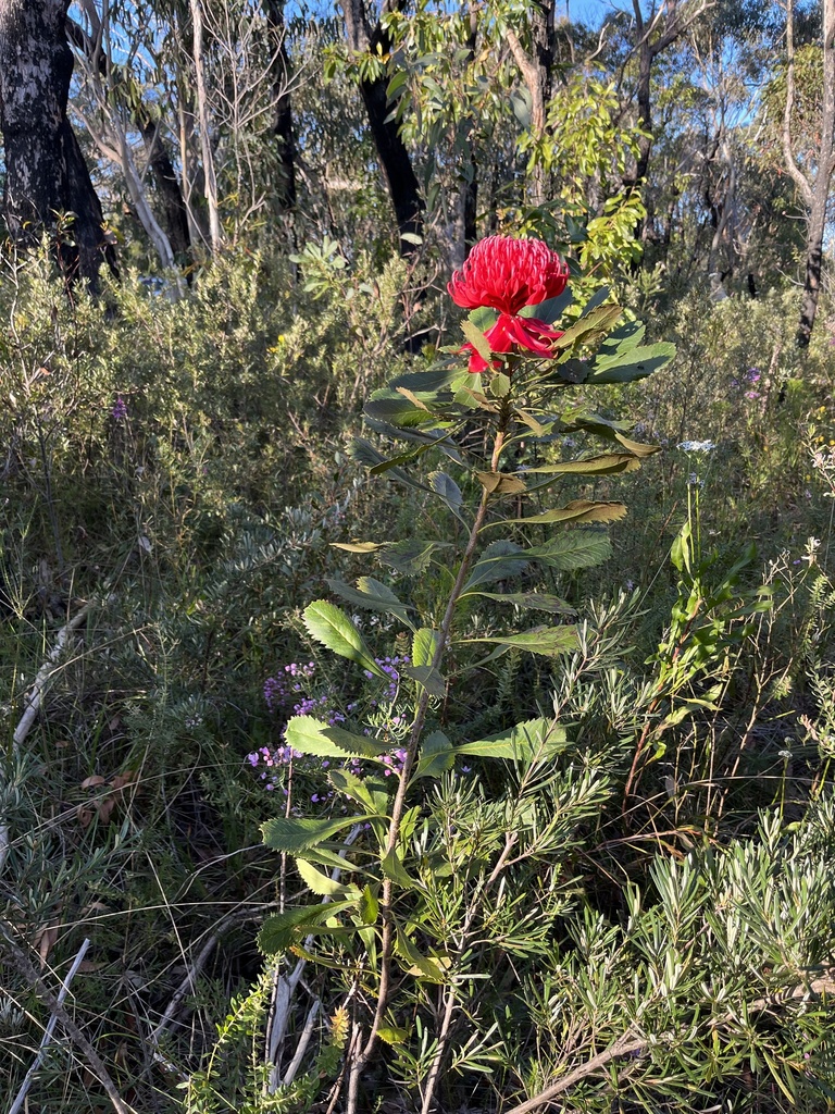 Waratah from Brisbane Water National Park, Patonga, NSW, AU on