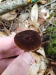 Lactarius lignyotus