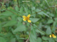 Bidens vulgata