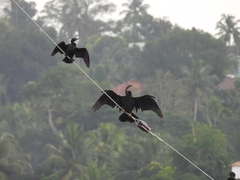Anhinga melanogaster