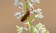Rhagonycha nigritarsis