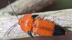 Pachyderes apicalis