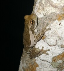 Trachycephalus vermiculatus