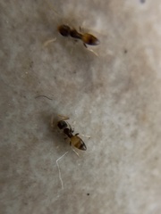 Tapinoma melanocephalum