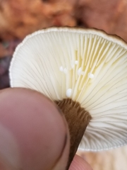 Lactarius lignyotus