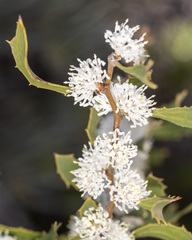 Hakea anadenia