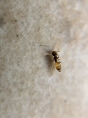 Tapinoma melanocephalum