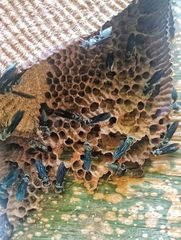 Synoeca septentrionalis