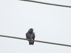 Artamus fuscus