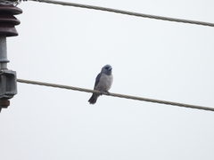 Artamus fuscus