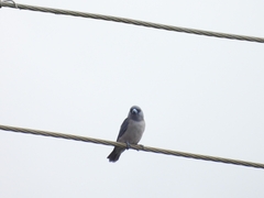 Artamus fuscus
