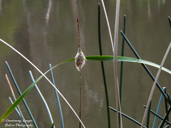 Eleocharis sphacelata