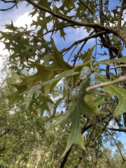 Quercus falcata