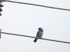 Artamus fuscus