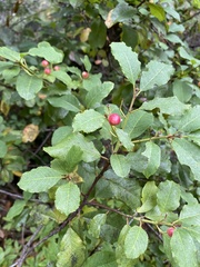 Rhamneae