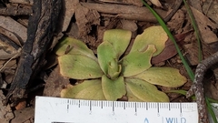 Pterostylis