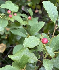 Rhamneae
