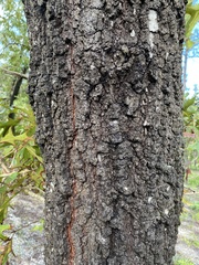 Quercus falcata