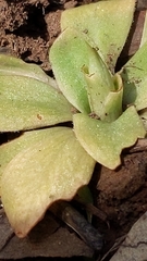 Pterostylis