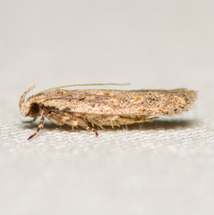Gelechiinae